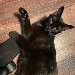 Meet your Posher, Chance